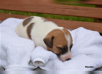 Jack Russell Welpen (tricolor)