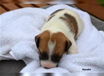 Jack Russell Welpen (tricolor)