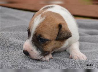 Jack Russell Welpen (tricolor)