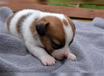 Jack Russell Welpen (tricolor)