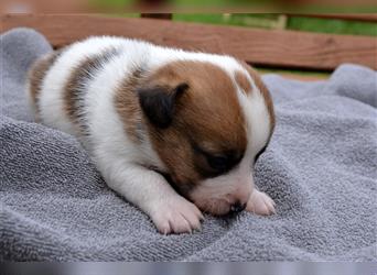 Jack Russell Welpen (tricolor)