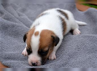 Jack Russell Welpen (tricolor)