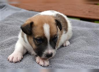 Jack Russell Welpen (tricolor)