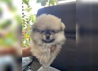 Pomeranian Welpe Deutscher Hobbyzucht (Elterntiere wohnen bei uns)