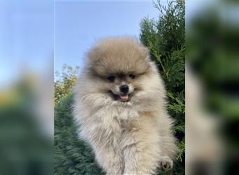 Pomeranian Welpe Deutscher Hobbyzucht (Elterntiere wohnen bei uns)