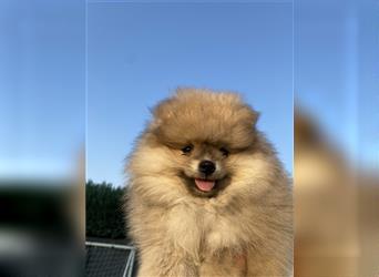 Pomeranian Welpe Deutscher Hobbyzucht (Elterntiere wohnen bei uns)