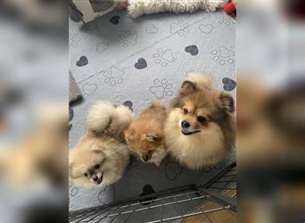 Pomeranian Welpe Deutscher Hobbyzucht (Elterntiere wohnen bei uns)