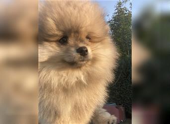 Pomeranian Welpe Deutscher Hobbyzucht (Elterntiere wohnen bei uns)