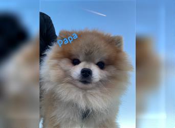 Pomeranian Welpe Deutscher Hobbyzucht (Elterntiere wohnen bei uns)