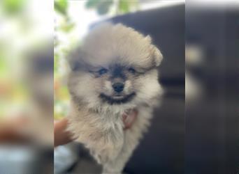 Pomeranian Welpe Deutscher Hobbyzucht (Elterntiere wohnen bei uns)