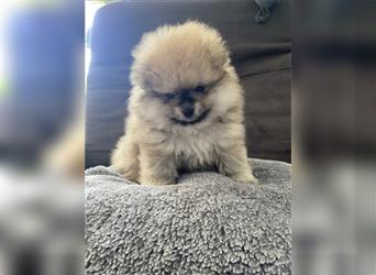 Pomeranian Welpe Deutscher Hobbyzucht (Elterntiere wohnen bei uns)