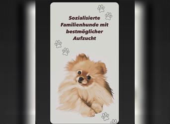 Pomeranian Welpe Deutscher Hobbyzucht (Elterntiere wohnen bei uns)