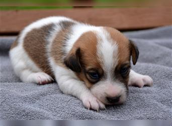 Braun-weißer Jack-Russell-Welpe (Rüde)