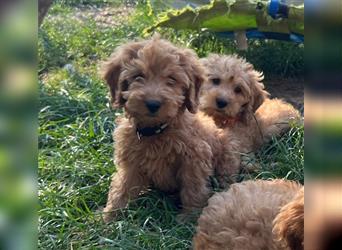 Cockerpoo Welpen zu verkaufen