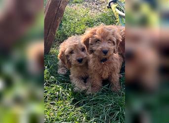 Cockerpoo Welpen zu verkaufen