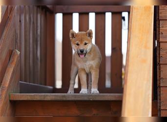 Shiba Inu Welpen