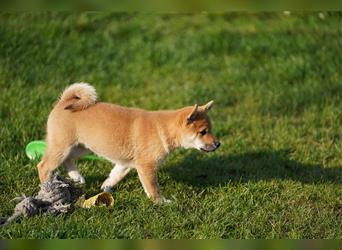 Shiba Inu Welpen