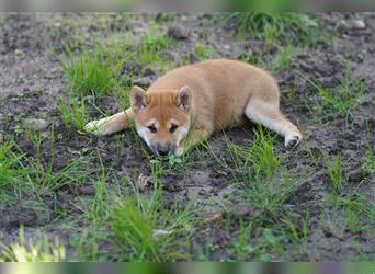 Shiba Inu Welpen