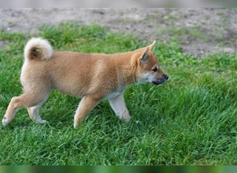 Shiba Inu Welpen