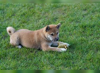 Shiba Inu Welpen