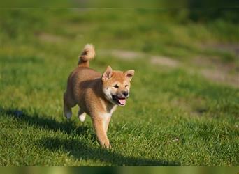 Shiba Inu Welpen