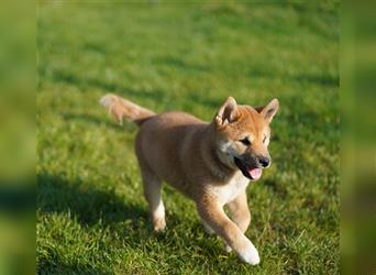 Shiba Inu Welpen