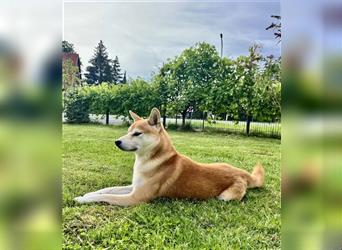 Shiba Inu Welpen