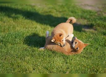 Shiba Inu Welpen