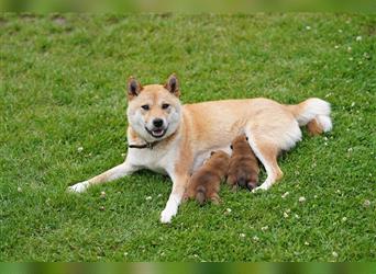 Shiba Inu Welpen