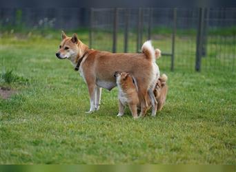 Shiba Inu Welpen