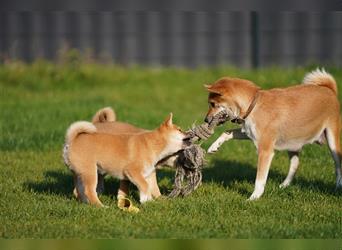 Shiba Inu Welpen