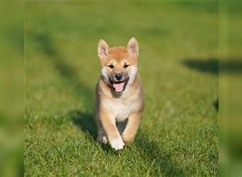 Shiba Inu Welpen