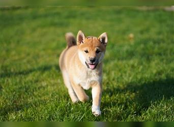 Shiba Inu Welpen