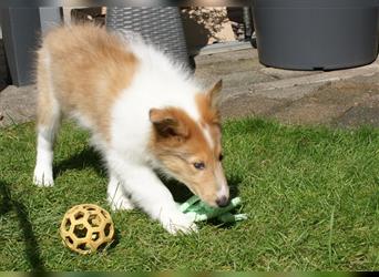 Colliewelpen amerikanisch 3 Hündinnen + 1 Rüde