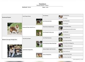 Colliewelpen amerikanisch 3 Hündinnen + 1 Rüde