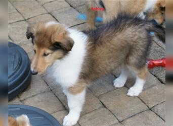 Colliewelpen amerikanisch 3 Hündinnen + 1 Rüde