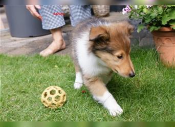 Colliewelpen amerikanisch 3 Hündinnen + 1 Rüde