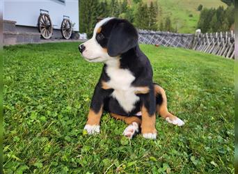 Swissydog Sennenhund Welpen