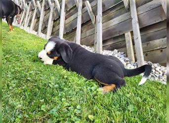 Swissydog Sennenhund Welpen