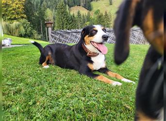 Swissydog Sennenhund Welpen