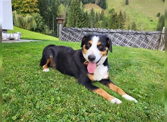 Swissydog Sennenhund Welpen