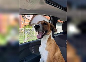 Keno, sortlicher Hundejunge sucht ein Zuhause