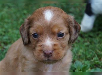 Engl. Mini COTRALIAN Welpen COCKER SPANIEL MINI AUSSIE MIX ab dem 29.9