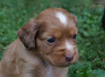 Engl. Mini COTRALIAN Welpen COCKER SPANIEL MINI AUSSIE MIX ab dem 29.9