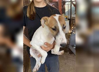 Csini, kleine Foxterrier Maus freut sich auf das Leben