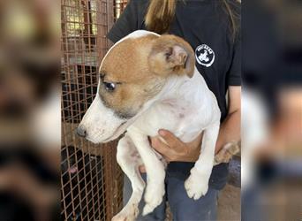 Csini, kleine Foxterrier Maus freut sich auf das Leben