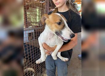 Csini, kleine Foxterrier Maus freut sich auf das Leben