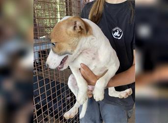 Csini, kleine Foxterrier Maus freut sich auf das Leben