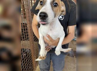 Csini, kleine Foxterrier Maus freut sich auf das Leben