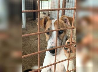 Csini, kleine Foxterrier Maus freut sich auf das Leben